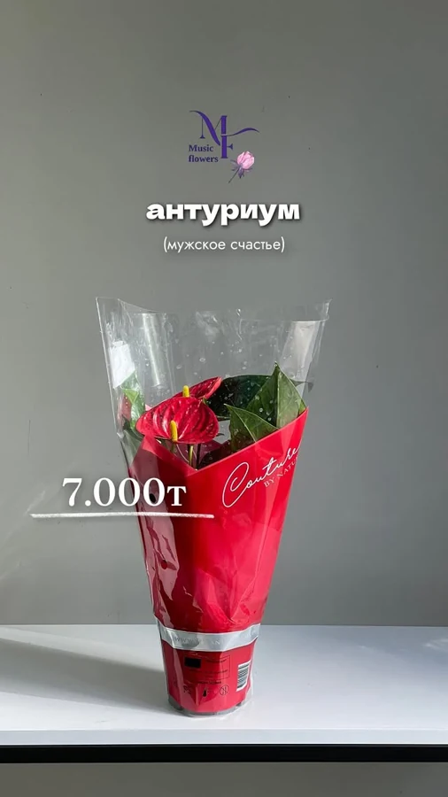 Антуриум