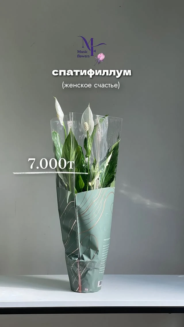 Комнатные цветы